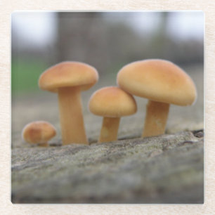 Tiny Toadstools Macro Glass Untersetzer