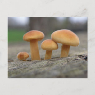 Tiny Toadstools Macro Postcard Postkarte