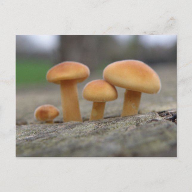 Tiny Toadstools Macro Postcard Postkarte (Vorderseite)