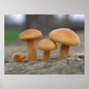 Tiny Toadstools Macro Print Poster