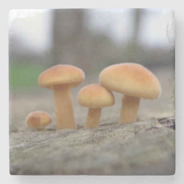 Tiny Toadstools Macro Stone Untersetzer (Vorderseite)