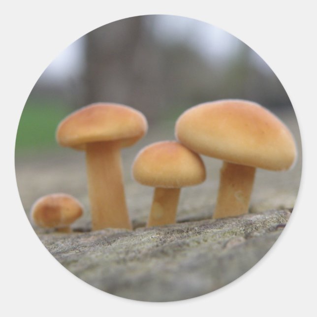 Tiny Toadstools Makro Stickers (Vorderseite)