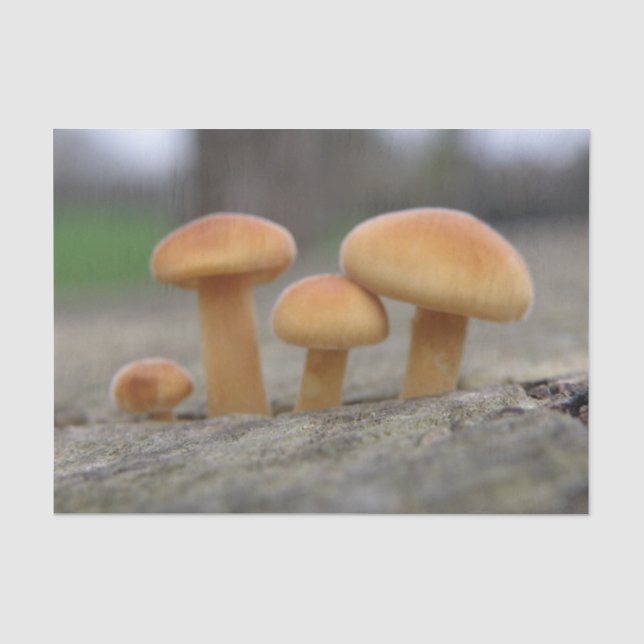 Tiny Toadstools Makro-Tissue Seidenpapier (Vorderseite)