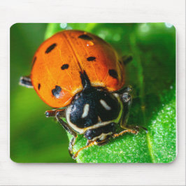 Tiny Traveler: Ladybug on a Leaf Mousepad