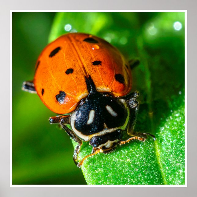 Tiny Traveler: Ladybug on a Leaf Poster (Vorne)