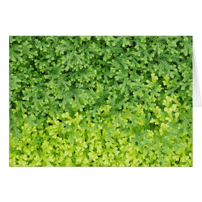 Tiny tropical fern (Vorderseite (Horizontal))