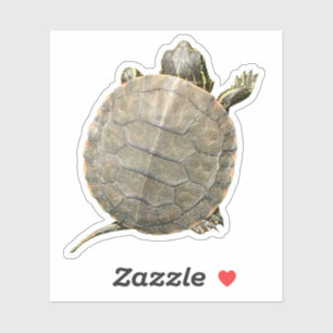 Tiny Turtle (Tortoise) Foto Aufkleber