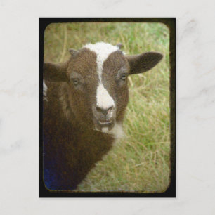 Tiny wächst auf postkarte