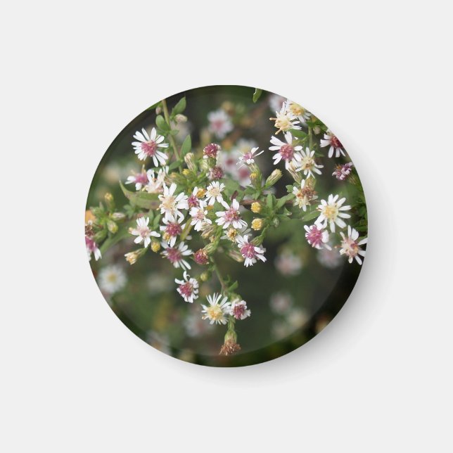 Tiny White Blume Magnet (Vorne)