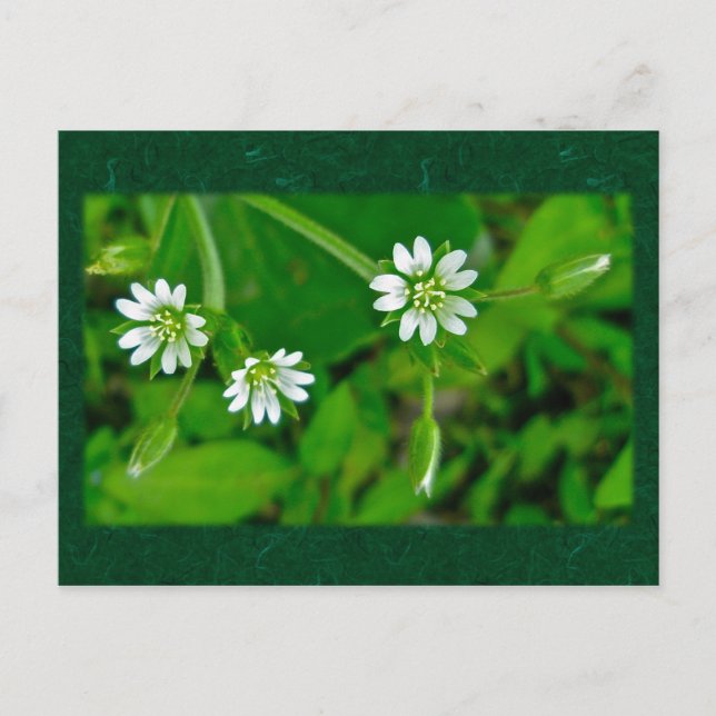 Tiny White Wildblume Coordinating Items Postkarte (Vorderseite)