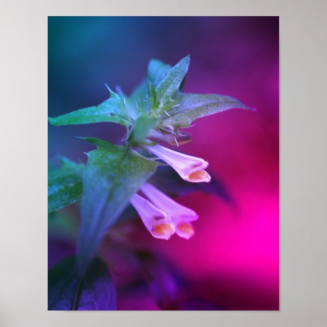 Tiny White Wildblume Nah Poster (Vorne)