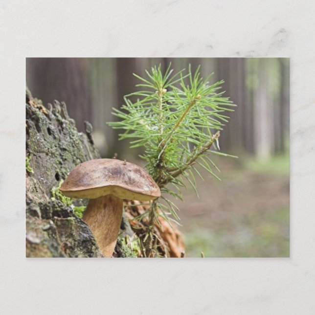Tiny Wild Mushroom Postkarte (Vorderseite)