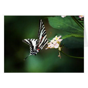 Tiny Zebra Card