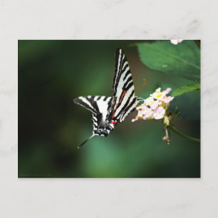 Tiny Zebra Postcard Postkarte