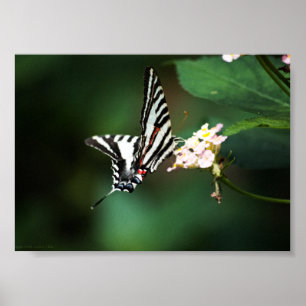Tiny Zebra Print Poster