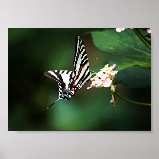 Tiny Zebra Print Poster (Vorne)