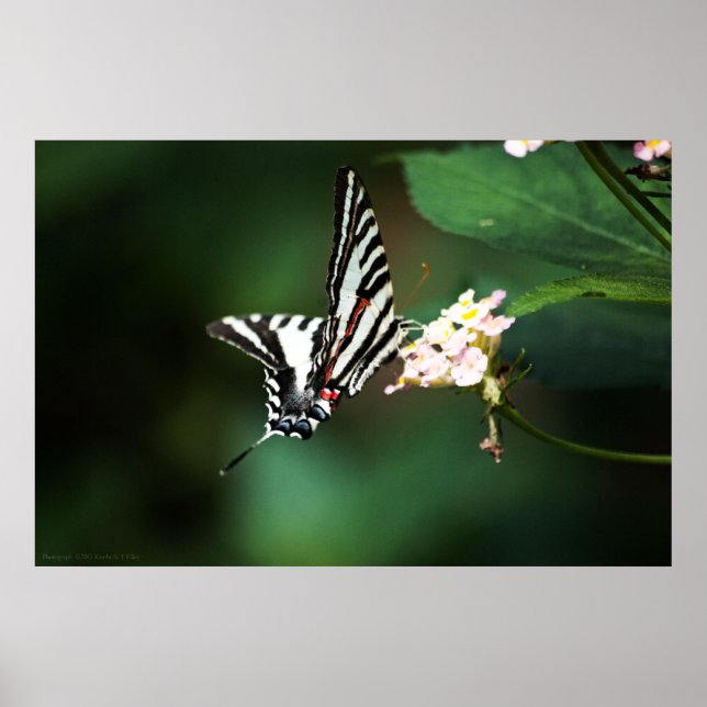 Tiny Zebra Print Poster (Vorne)