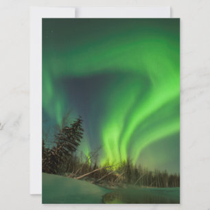 Tipping Spruce Aurora