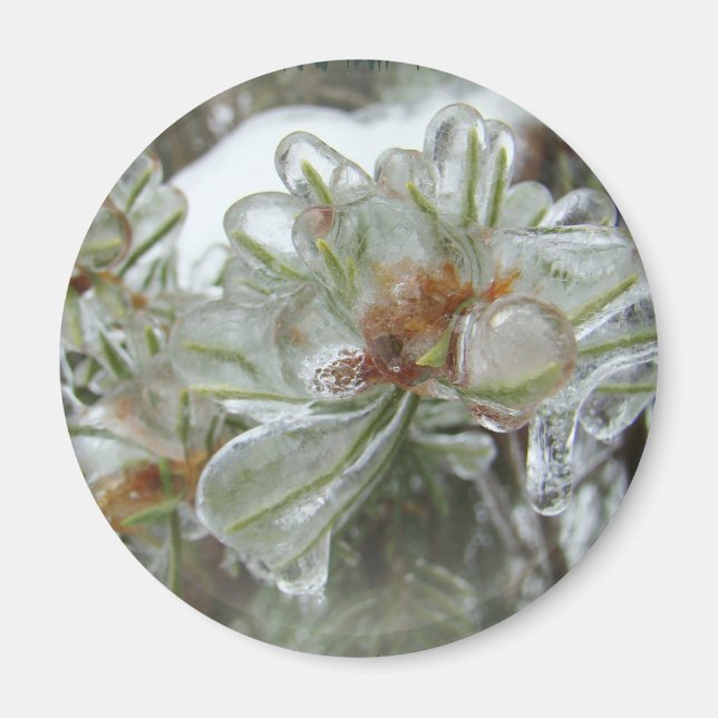 Tipps für Arborvitae Magnet (Vorne)