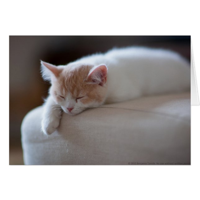 Tired Beige und White Kitten (Vorderseite (Horizontal))