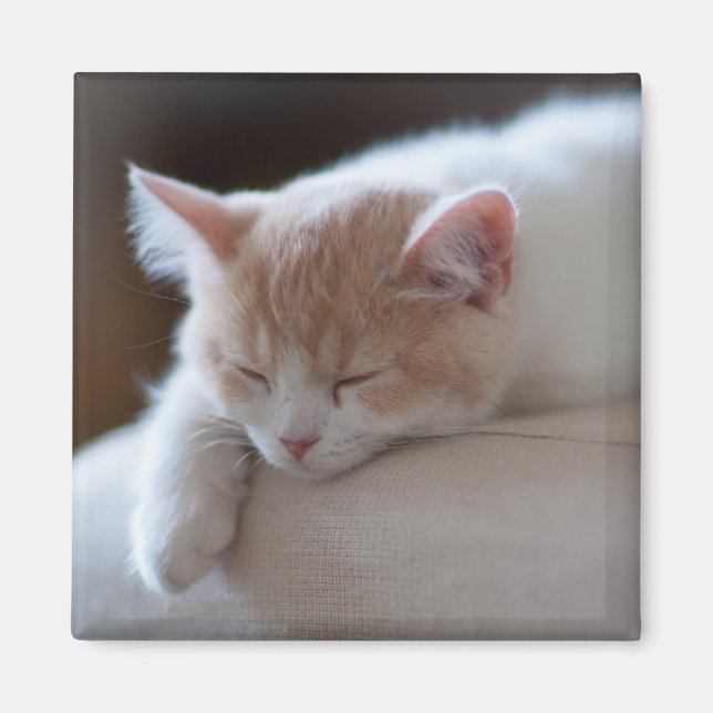 Tired Beige und White Kitten Magnet (Vorne)