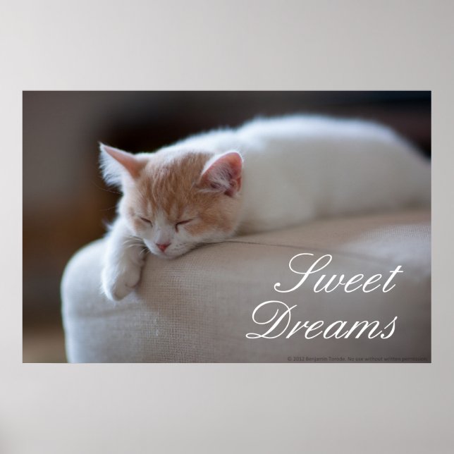 Tired Beige und White Kitten Poster (Vorne)