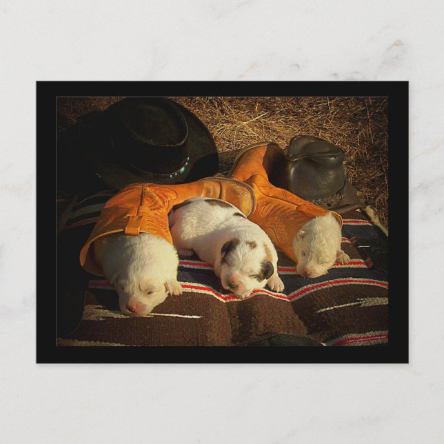 Tired Cowboy Welppies Postkarte (Vorderseite)