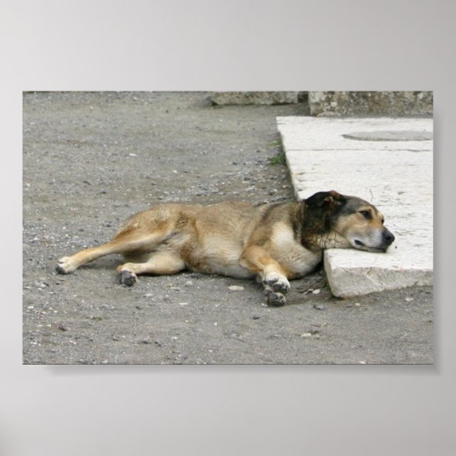 Tired Dog Custom Poster (Vorne)