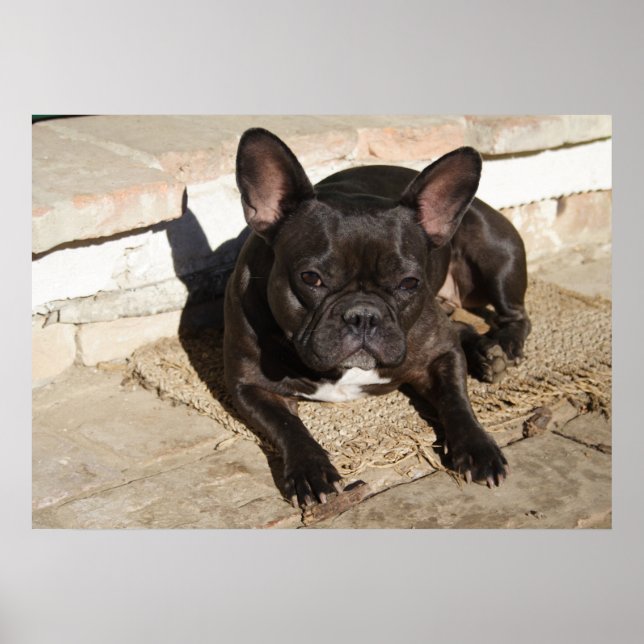Tired French Bulldog Poster (Vorne)