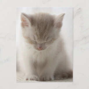 Tired Kitten Postkarte
