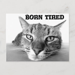 Tired kitty postkarte