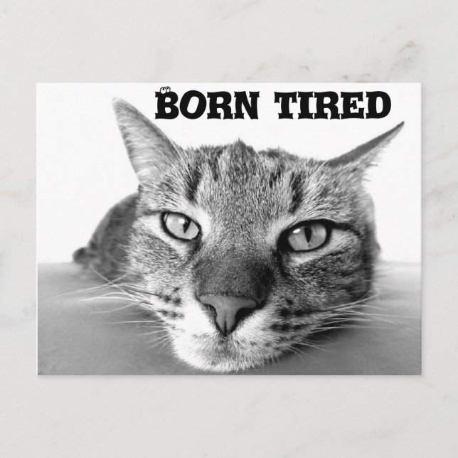 Tired kitty postkarte (Vorderseite)