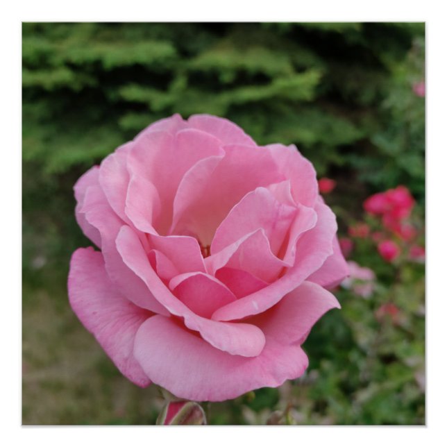Tischlampe mit rosa Rosenblüten Poster (Vorderseite)