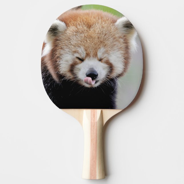 Tischtennisplatte Foto roter Panda , Tiere. Tischtennis Schläger (Vorderseite)