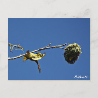 tisserain gendarme et son nid postkarte