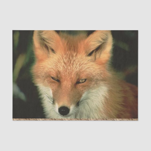 Tissue Paper Red Fox Seidenpapier (Vorderseite)