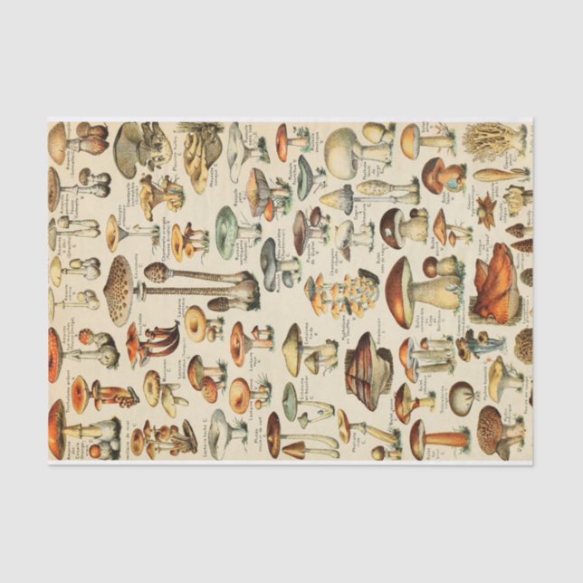 Tissue Paper Seidenpapier (Vorderseite)