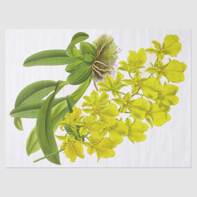 Tissue Paper (Vintage Gelbe Orchidee-Blume) Seidenpapier (Vorderseite)