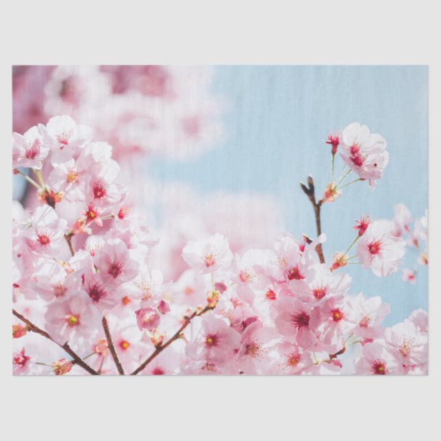 TISSUE PAPIER : SAKURA : CHERRY BLOSSOMS (Vorderseite)