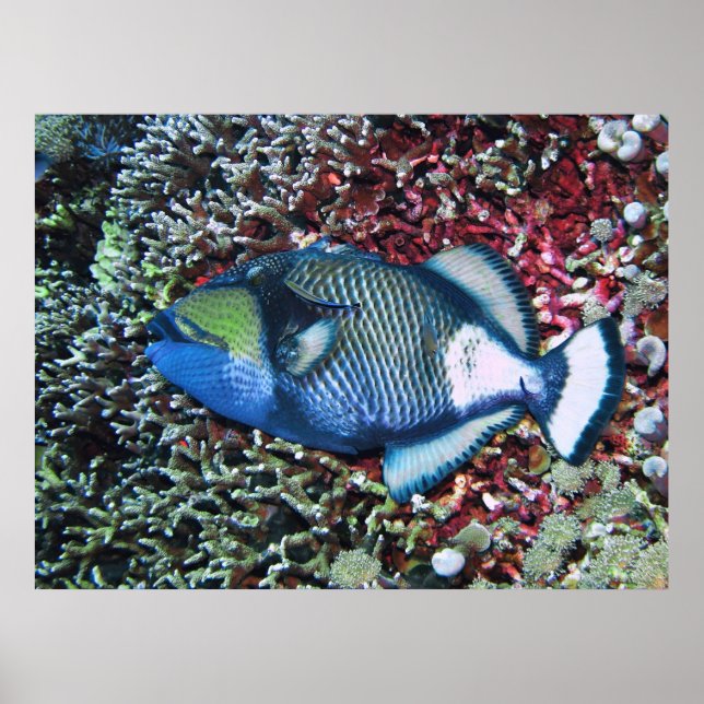 Titan Poster (Vorne)