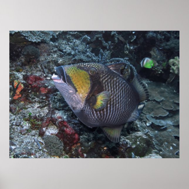 Titan Triggerfish Poster (Vorne)