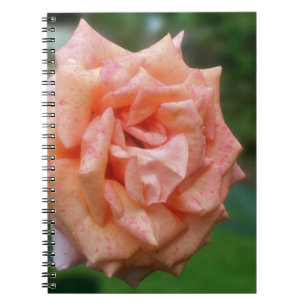 Titel Peach Rose Blume Nature Notebook Notizblock