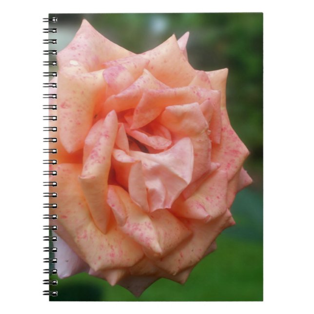 Titel Peach Rose Blume Nature Notebook Notizblock (Vorderseite)