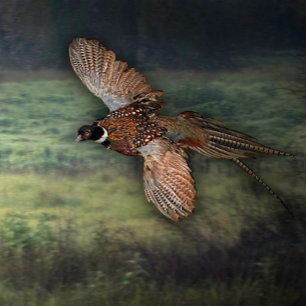 TITEL: " PHESANT SUCHT NACH PREY : POSTER