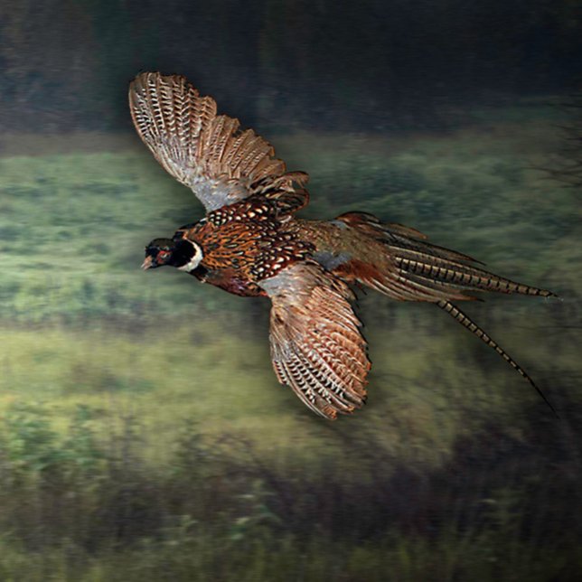 TITEL: " PHESANT SUCHT NACH PREY : POSTER (PHESANT HUNTING PREY)