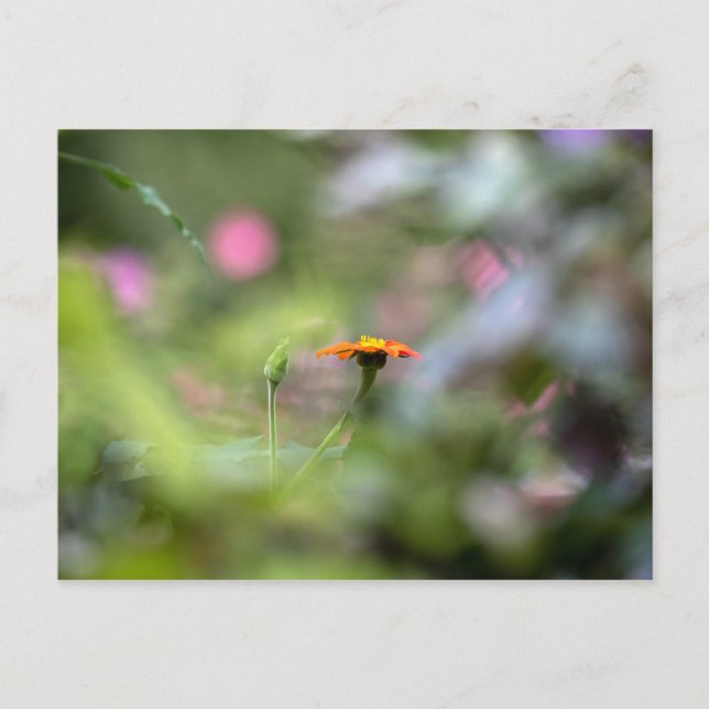 Tithonia im Garten Postkarte (Vorderseite)