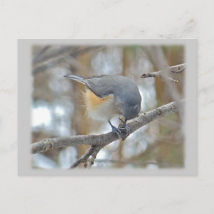 Titmaus (Baeolophus bicolor)-Elemente Postkarte