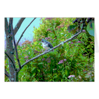 Titmaus Fledgling Baby Bird