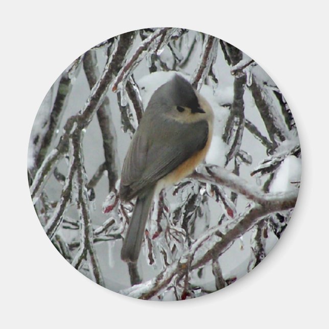 Titmaus Magnet (Vorne)