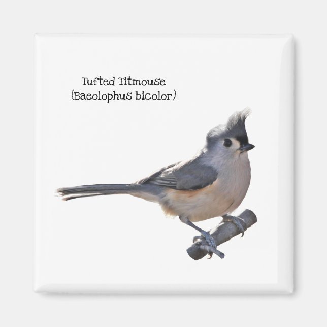 Titmaus Magnet (Vorne)